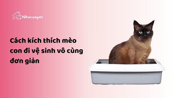 Cách kích thích mèo con đi vệ sinh vô cùng đơn giản