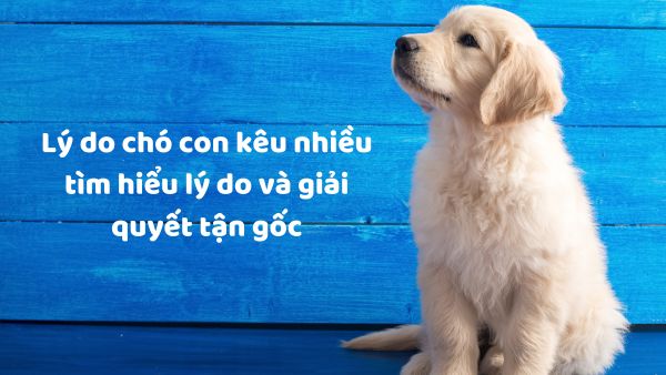 Lý do chó con kêu nhiều tìm hiểu lý do và giải quyết tận gốc