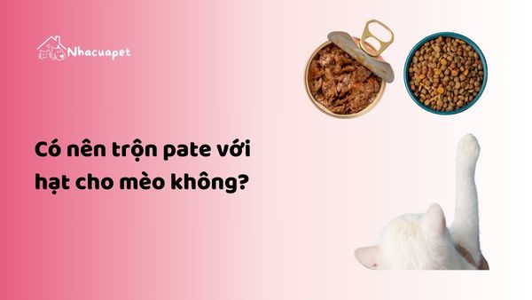 Có nên trộn pate với hạt cho mèo không?