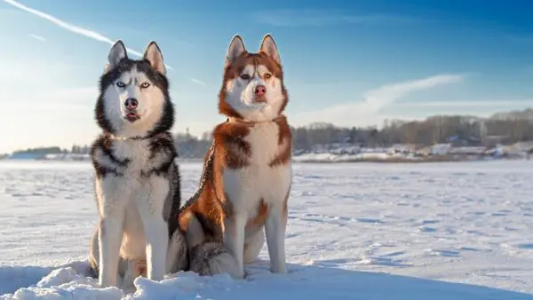 Hình ảnh chó Husky