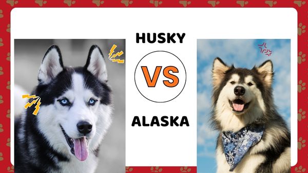 Husky và Alaska nên nuôi loại nào? Lựa chọn nào là tốt nhất