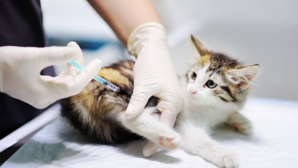 Các loại thuốc phổ biến được sử dụng để điều trị cảm lạnh cho mèo
