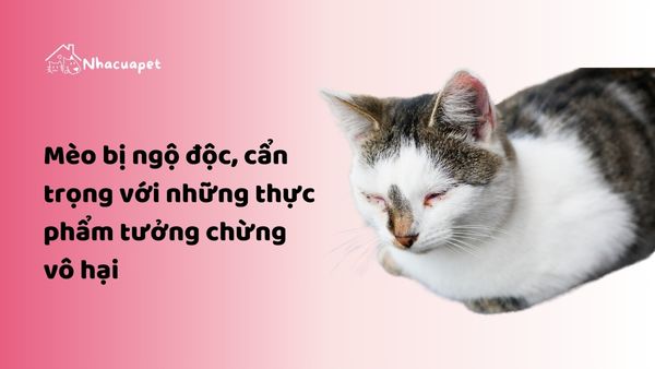 Mèo bị ngộ độc, cẩn trọng với những thực phẩm tưởng chừng vô hại