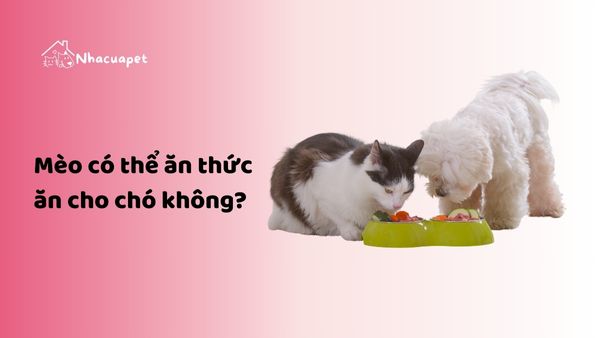 Mèo có thể ăn thức ăn cho chó không?