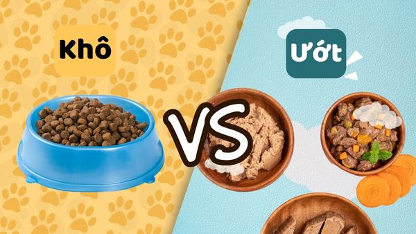 Nên cho mèo ăn thức ăn khô hay ướt? Lựa chọn nào là tốt nhất