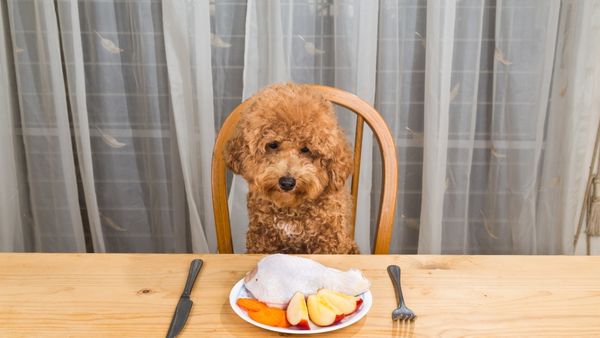 Thức ăn tươi cho chó poodle