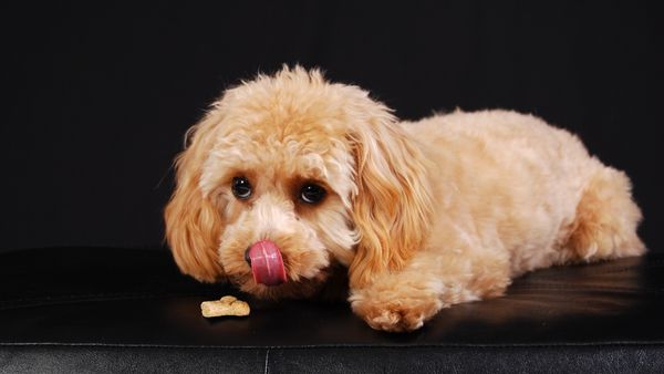 Các loại thức ăn bổ sung cho chó poodle