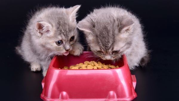 Thức ăn khô cho mèo 6 tháng tuổi