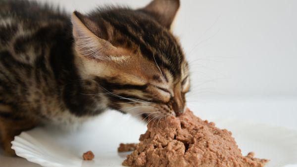 Thức ăn ướt cho mèo 6 tháng tuổi