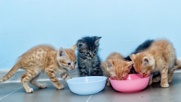 Thực phẩm chức năng cho mèo 6 tháng tuổi