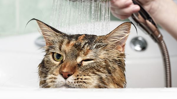 Cho mèo tắm nước mát