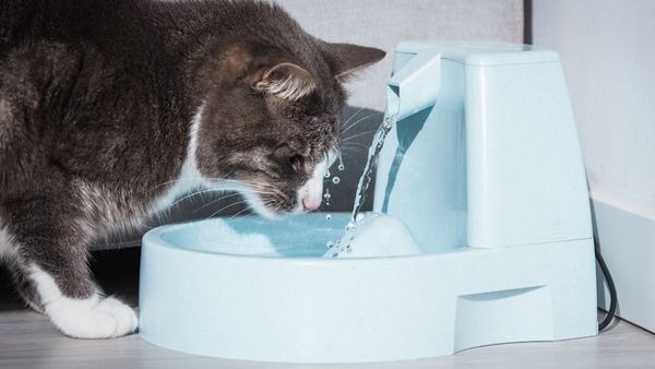 Cho mèo uống nhiều nước