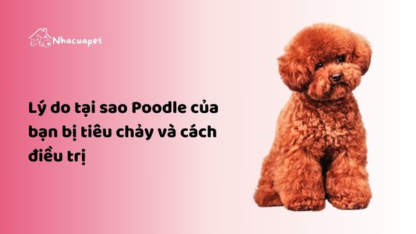 Lý do tại sao chó Poodle bị tiêu chảy và cách điều trị 