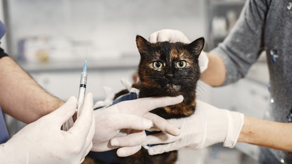Một số cách phòng chống bệnh tiêu chảy ở mèo