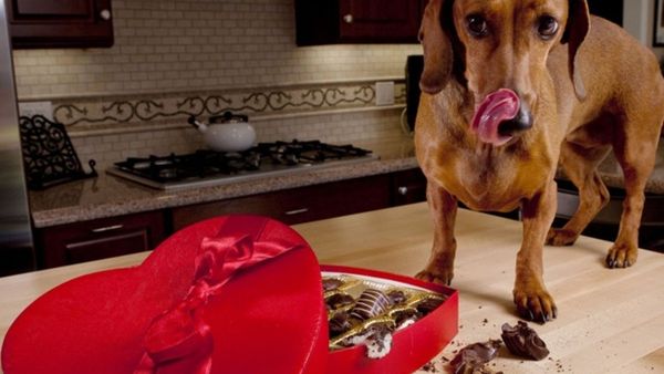 Bạn nên làm gì nếu chó ăn sô cô la?
