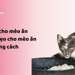 Có nên cho mèo ăn cơm? Mẹo cho mèo ăn cơm đúng cách