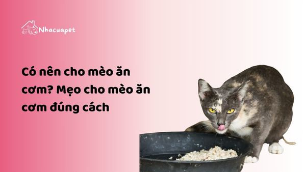 Có nên cho mèo ăn cơm? Mẹo cho mèo ăn cơm đúng cách