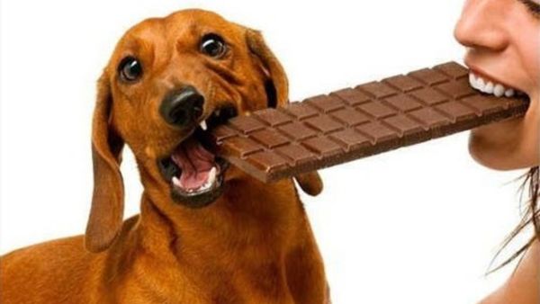 Dấu hiệu chó ngộ độc socola là gì?