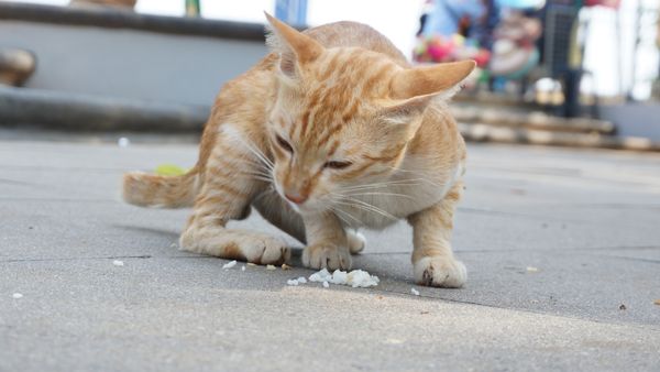 Khi nào cơm có hại cho mèo?