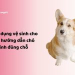 Vật dụng vệ sinh cho chó