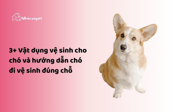 Vật dụng vệ sinh cho chó