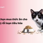 Cách chọn mua thức ăn cho mèo bị rối loạn tiêu hóa