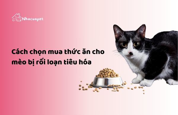 Cách chọn mua thức ăn cho mèo bị rối loạn tiêu hóa