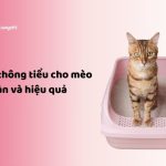 Cách thông tiểu cho mèo an toàn và hiệu quả