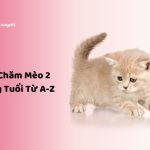 chăm mèo 2 tháng tuổi