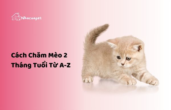 chăm mèo 2 tháng tuổi