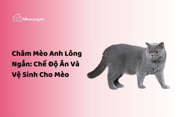 chăm mèo anh lôngngắn