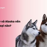 Husky và Alaska nên nuôi loại nào? Lựa chọn nào là tốt nhất