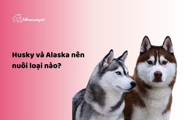 Husky và Alaska nên nuôi loại nào? Lựa chọn nào là tốt nhất