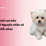 Lý do chó con kêu nhiều