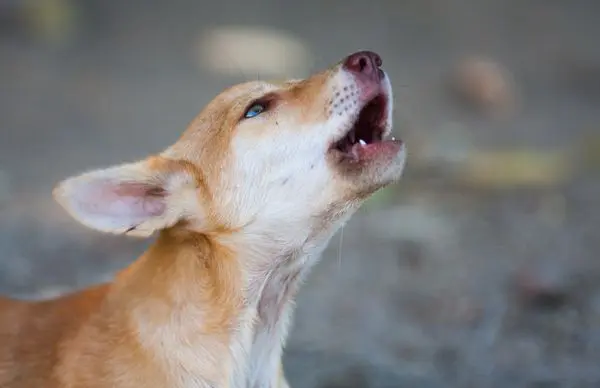 Chó con cảm thấy bất an trong môi trường mới