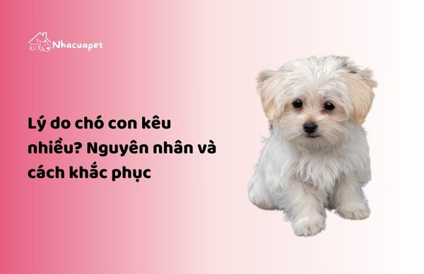 Lý do chó con kêu nhiều