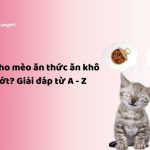 Nên cho mèo ăn thức ăn khô hay ướt? Giải đáp từ A - Z