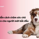 NHACUAPET - Chăm sóc chó toàn diện cho người mới bắt đầu