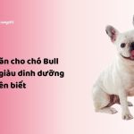 Thức ăn cho chó Bull Pháp