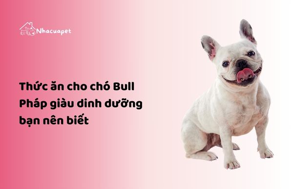 Thức ăn cho chó Bull Pháp