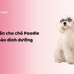 Thức ăn cho chó Poodle đảm bảo dinh dưỡng