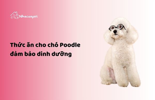 Thức ăn cho chó Poodle đảm bảo dinh dưỡng