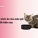 4+ Tip thức ăn cho mèo già tốt nhất hiện nay