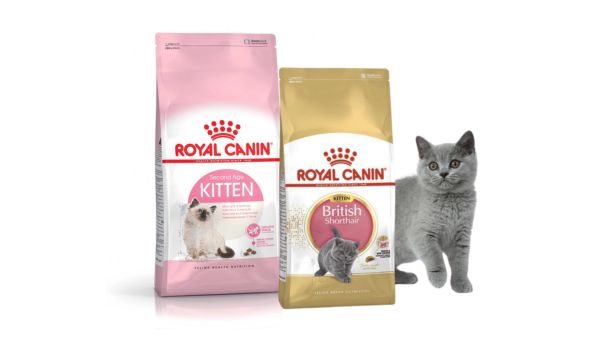 Thức ăn cho mèo già Royal Canin Kitten