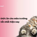 5+ Tip thức ăn cho mèo trưởng thành tốt nhất hiện nay