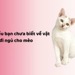 vật dụng đi ngủ cho mèo