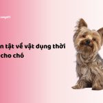 vật dụng thời trang cho chó