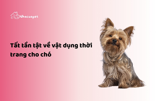 vật dụng thời trang cho chó