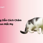 chăm mèo con mất mẹ