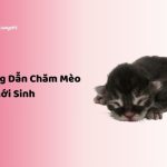 chăm mèo con mới sinh